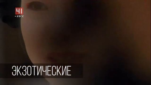 Анонс программы "Японские каникулы" (Студия-41/Продвижение [Екатеринбург], 09.06.2020 г.) смотреть онлайн