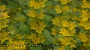 Вербейник посадка и уход