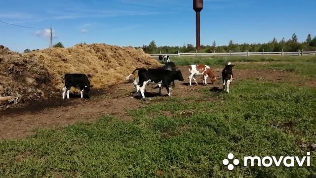 ХОТИТЕ МНОГО ДЕНЕГ-ДЕРЖИТЕ МНОГО ТЕЛЯТ!НО НЕ ЗАБЫВАЙТЕ ЧТО ЗА НИМИ НАДО УХАЖИВАТЬ!РОДЕО С ТЕЛЯТАМИ! смотреть онлайн