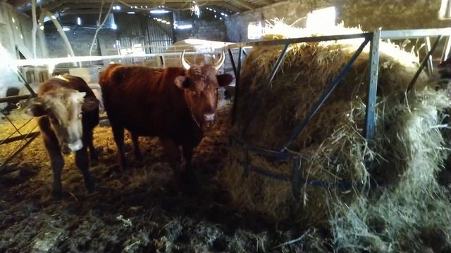 Круглая кормушка для сена в работе . смотреть онлайн