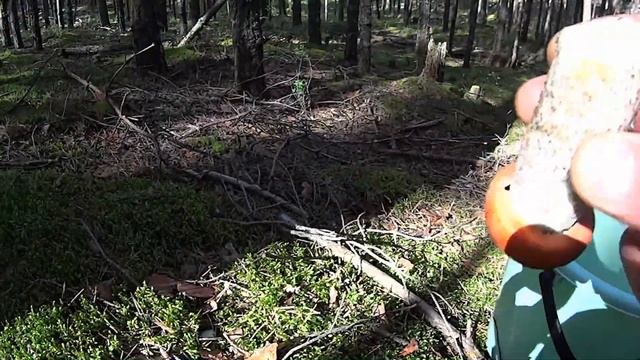 КУЧА БЕЛЫХ ГРИБОВ В СОСНОВОМ БОРУ. смотреть онлайн