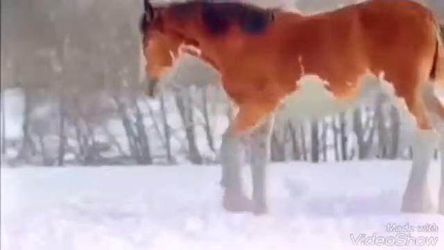 Всем снежного настроения!Лошади-прикол. смотреть онлайн