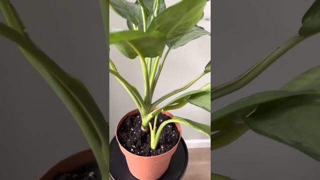 Аглаонема Сильвер Квин, Н47 см. Заказать в СПб inst @janaplants смотреть онлайн