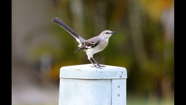 Звуки кошачьего пересмешника / Голоса птиц для детей Пересмешник смотреть онлайн