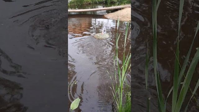 Красота дача пруд рыбки частуха лилии смотреть онлайн