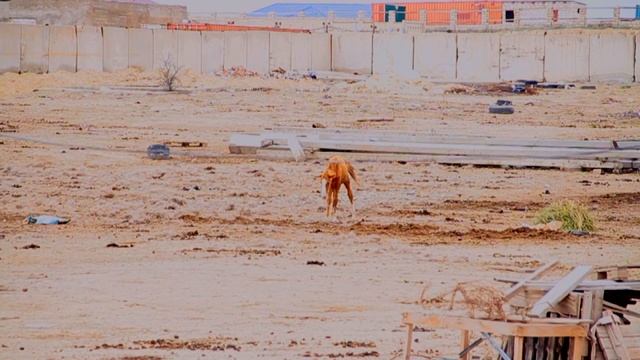 Жителей Актау возмутило жестокое отношение к табуну лошадей смотреть онлайн