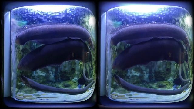 3D 180VR 4K Powerful & Dangerous Amazon Electric Eel attack by 860 Voltage смотреть онлайн
