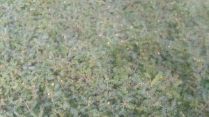 VID_20240905_130017.mp4