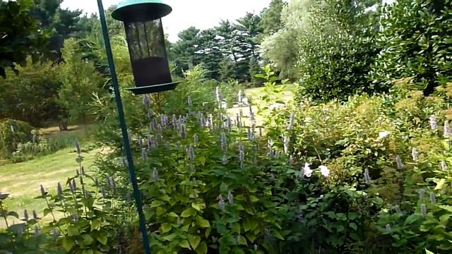 Anise Hyssop, Agastache Foeniculum (part 1)