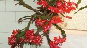 Разновидности Шлюмбергеры. Виды и сорта декабриста с описанием и фото!