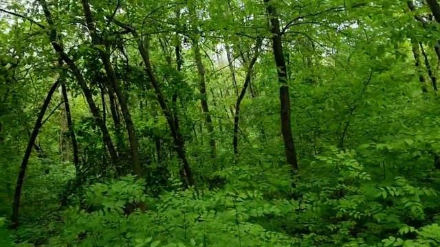 САМВЕЛ АДАМЯН НАДЯ И ЮЛЬКА ПЫТАЛИСЬ ПОМЕШАТЬ СБОРУ ДЕНЕГ НА КВАДРОКОПТЕР смотреть онлайн