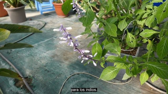 Salvia Divinorum por Terra Aquatica ? смотреть онлайн
