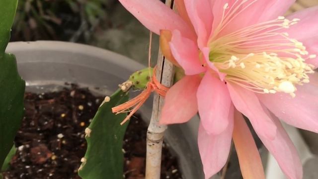 Light pink epiphyllum, 5/28/21 смотреть онлайн