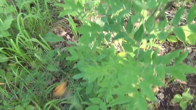 Поход в лес белые грибы ищем по запаху 27 июня 2017 белый гриб легко найти тайга природа выживание смотреть онлайн