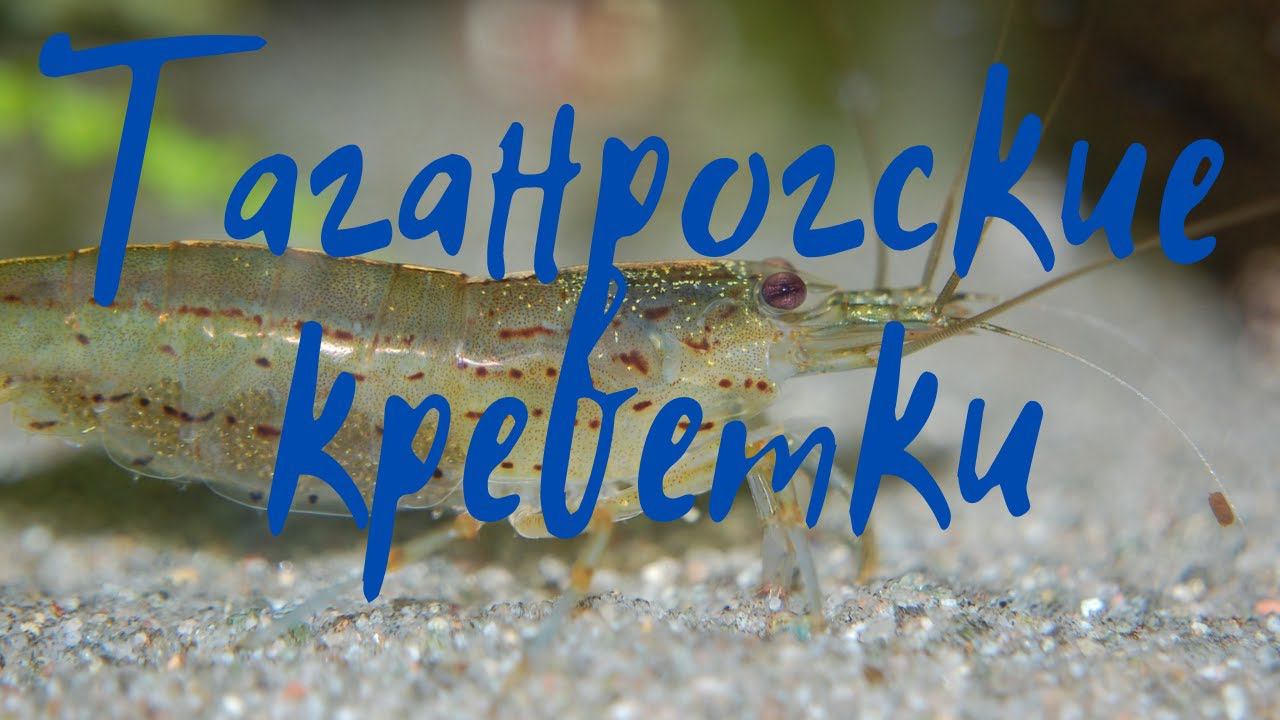 Креветки в Таганроге. Азовская креветка. Как поймать креветок.