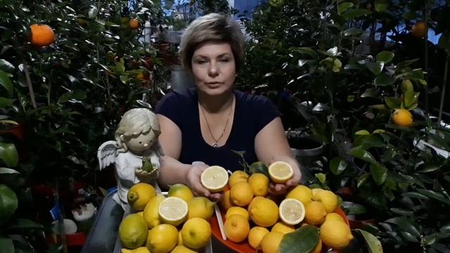Limon Lunario. Лимон Siracusano. смотреть онлайн