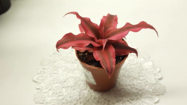 Криптантус Rubin Star #криптантус #Cryptanthus #котыицветы смотреть онлайн