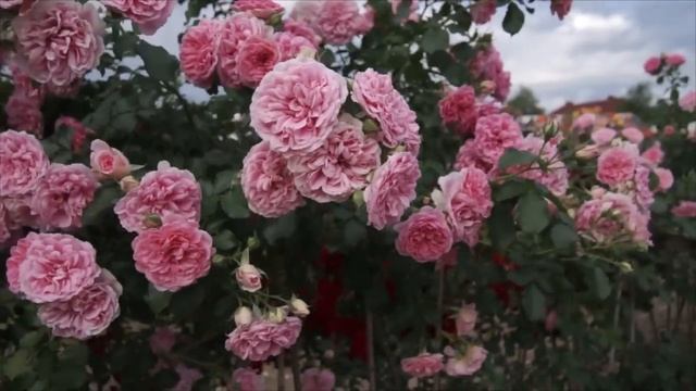 Róża  'Uetersens Rosenprinzessin'®