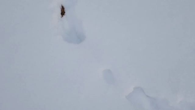 Озеро Сарыйярви в Шелтозерском вепсском сельском поселении Прионежского района р. Карелии в Залесье смотреть онлайн