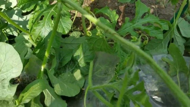 Обрезка дынь и арбузов (1 часть) / Как правильно обрезать дыни и арбузы смотреть онлайн