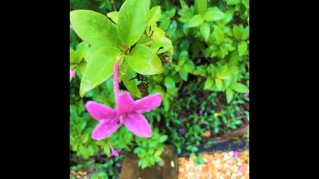 фотографии цветов смотреть онлайн