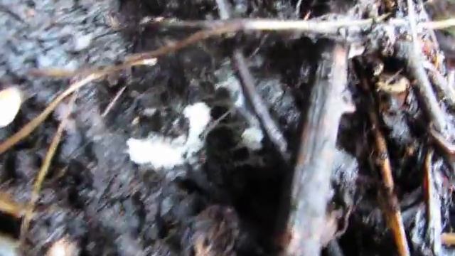 Slime Mold 3rd day! "cauliflower" gone, fruiting heads have arrived! смотреть онлайн