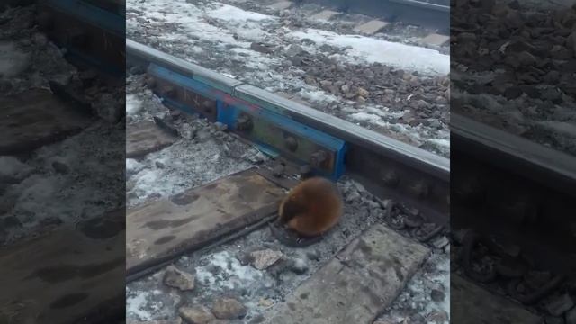 Гигантская крыса или что это??? смотреть онлайн