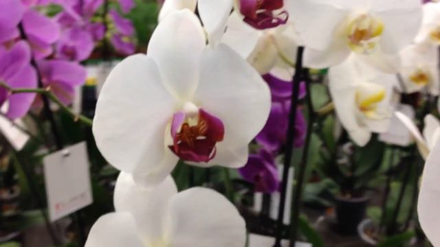 Орхидеи в Бауцентре Омск! Ездила за Манхеттен! смотреть онлайн