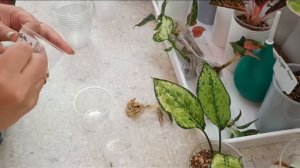 Тайские аглаонемы. Как идет адаптация?Пересадка в грунт ?