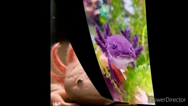 аксолотль смотреть онлайн