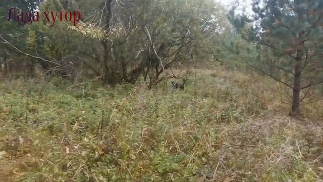 Охота тихая, охота громкая #охота#лес#природа#хорек