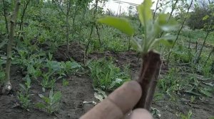 Самодельные дуги для парника укрытия рассады из веток своими  руками.