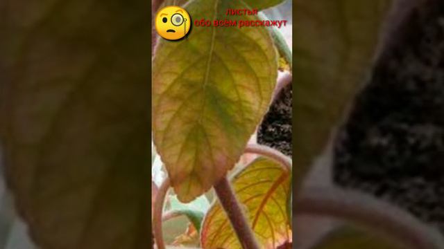 У КОЛЕРИИ НА ЛИСТЬЯХ ПОЯВЛЯЮТСЯ ПЯТНЫШКИ ?? ЧТО ДЕЛАТЬ ?? смотреть онлайн