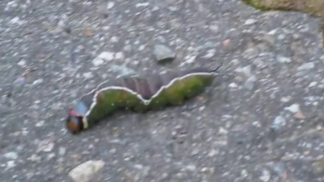 Гусеница бабочки Гарпия большая (Puss Moth Caterpillar) смотреть онлайн