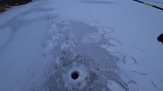 ДВА ДНЯ ПРИЕЗЖАЛ К РЫБНЫМ ЛУНКАМ! Щедрый лёд на реке! Ловля щуки на балансир. смотреть онлайн