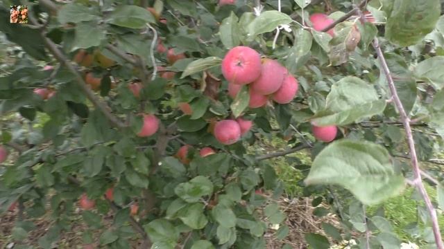 ?Урожай яблок в моём саду❗ 2022 год. смотреть онлайн