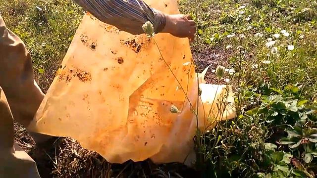 Осы, как безопасно от них избавиться.'19.08.17 смотреть онлайн