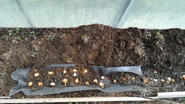 посадка тюльпанов на сетку #8 смотреть онлайн