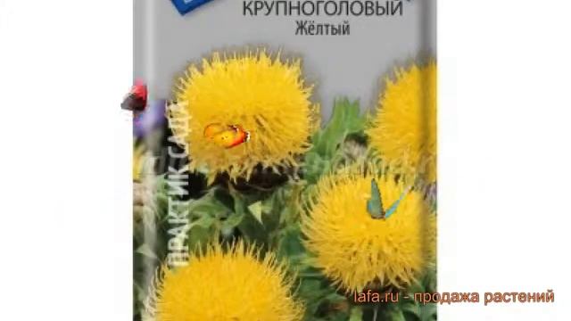 Василек обыкновенный Крупноголовый Желтый ? обзор: как сажать, семена василька Крупноголовый Желтый смотреть онлайн