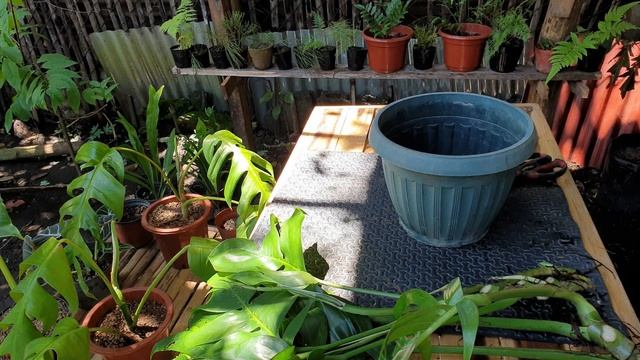 HOW TO PROPAGATE EPIPREMNUM PINNATUM / DRAGON TAIL