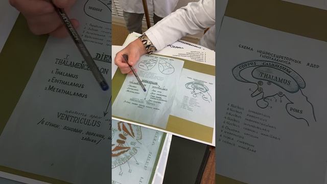 Гипоталамус смотреть онлайн