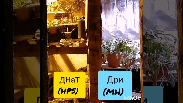Освещение для суккулентов. смотреть онлайн