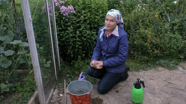 ? Почему вянут баклажаны и что с этим делать - 7 дач смотреть онлайн