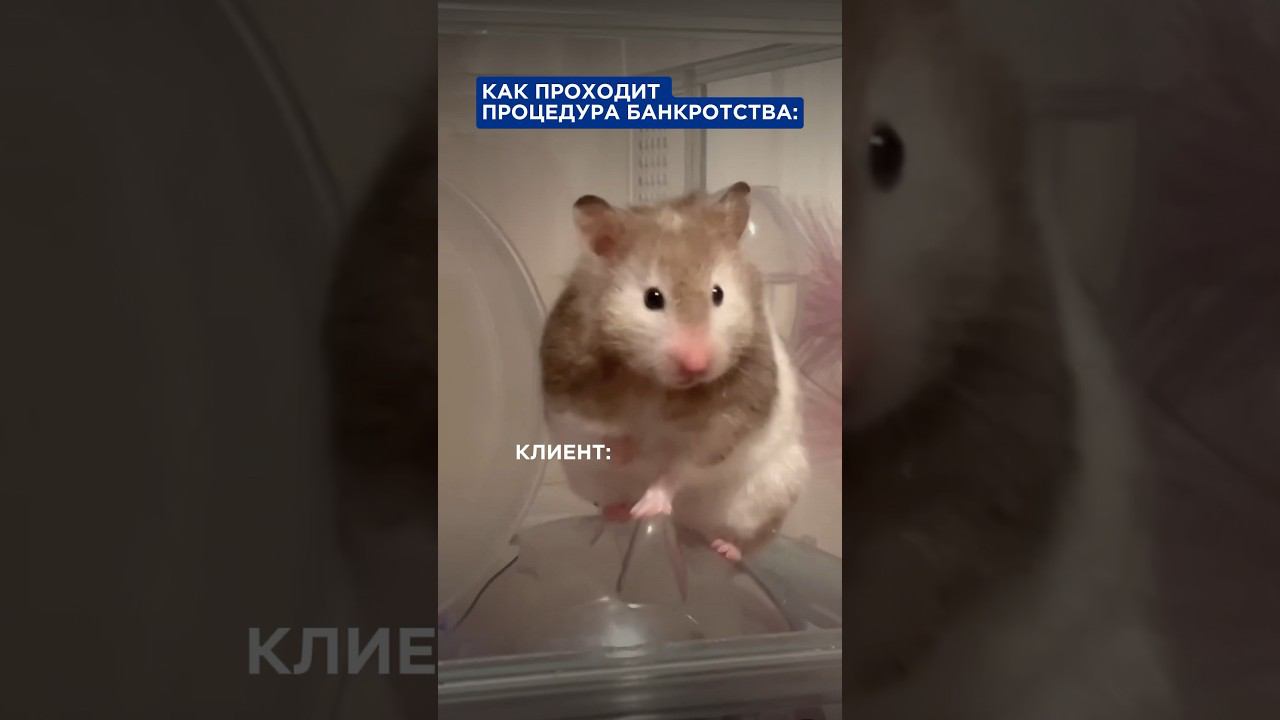 Списать долги — легко! Если работать с юристами @fin-pravda  #банкротство #юмор #shorts