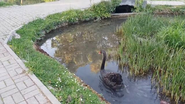 Экскурсия в Новый Афон Абхазия (видео без слов) смотреть онлайн
