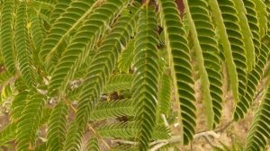 Ленкоранская акация(Альбиция)