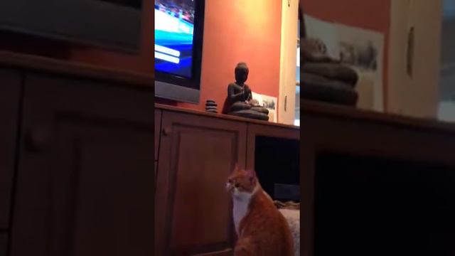 Moos groot fan van Mark Tuitert смотреть онлайн