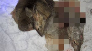 Нижегородские браконьеры