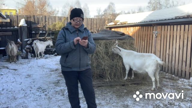 Хочу завести козу,но боюсь….// смотреть онлайн