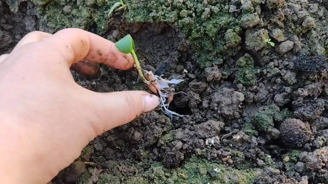 1 июня 2022 г.Из скруток - в грядку! Огурцы и кабачки юбилейные) смотреть онлайн